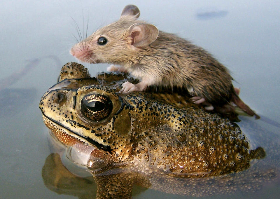 A mouse rides on the back of a frog in floodwaters in the northern Indian city Lucknow