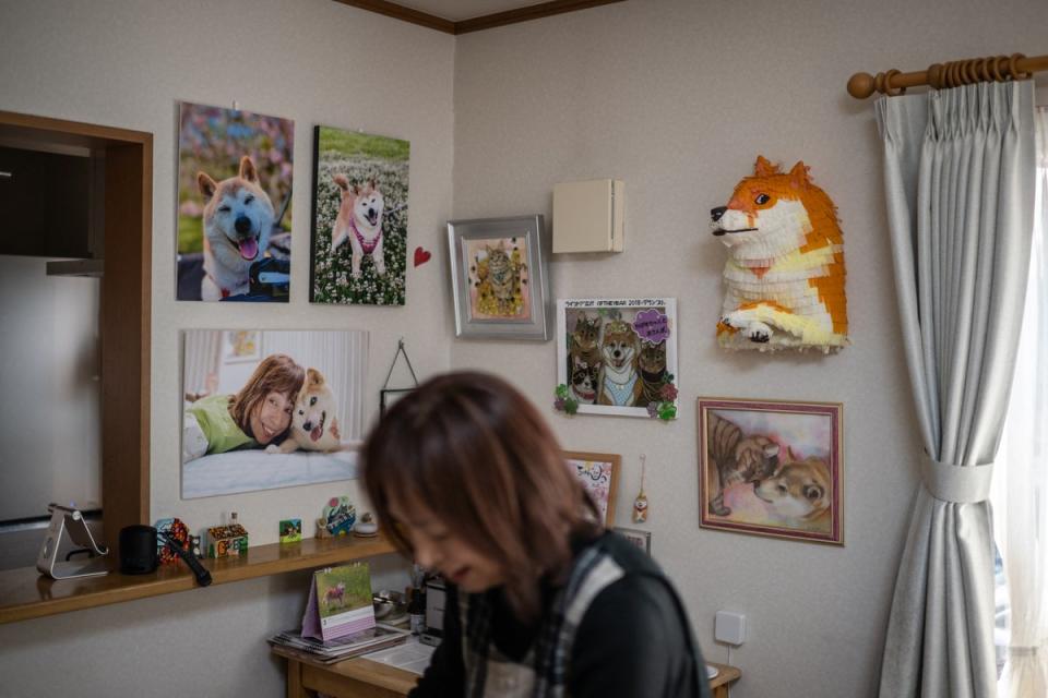 Pictures and products of Japanese shiba inu dog Kabosu, best known as the logo of cryptocurrency Dogecoin, on display at the home of her owner Atsuko Sato in the city of Sakura (AFP via Getty Images)
