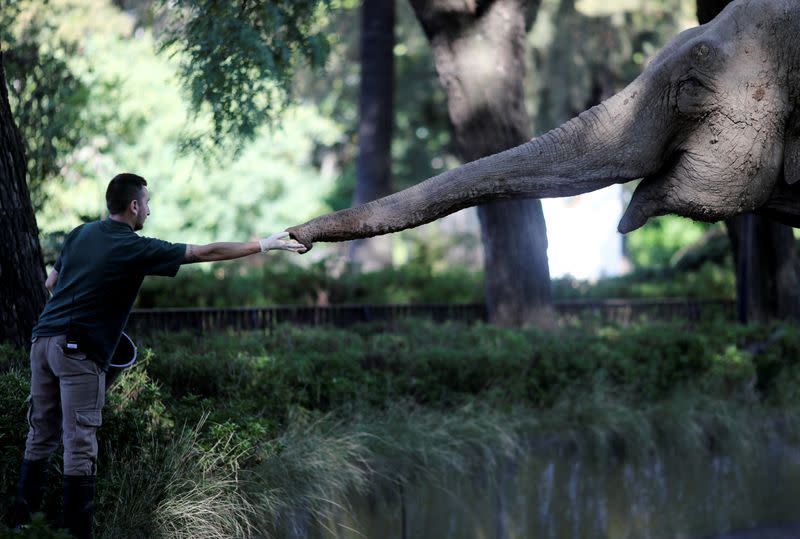 Veterinarian offers apples to Asian elephant Mara in her enclosure at the former city zoo now known as Ecopark in Buenos Aires, in Buenos Aires