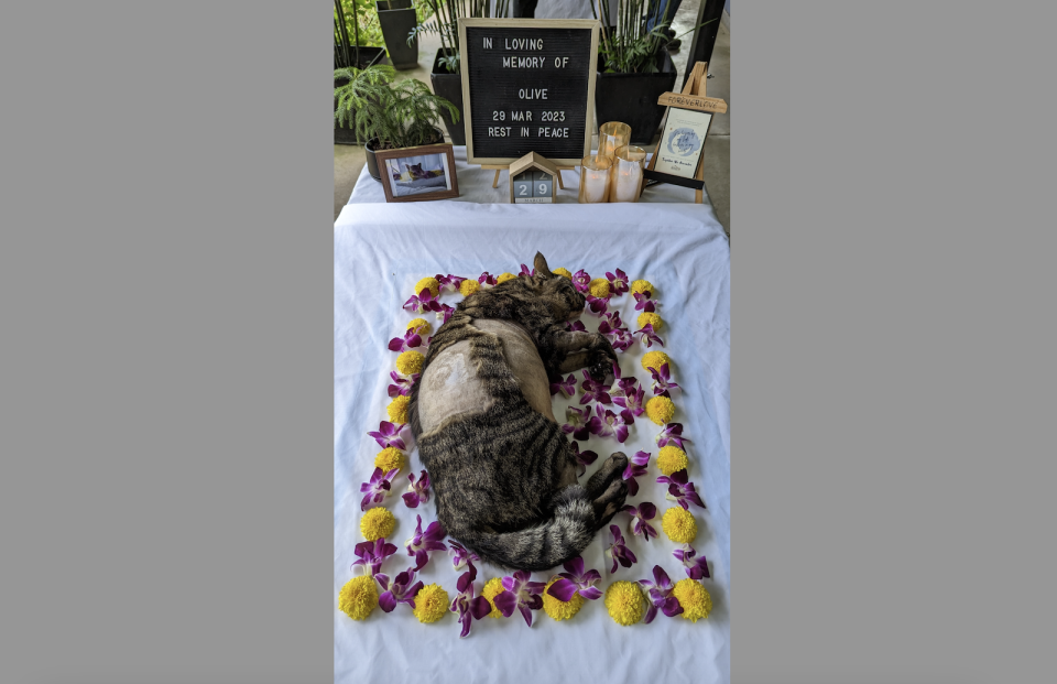 A pet cat's dead body before cremation, surrounded by flowers and an obituary.