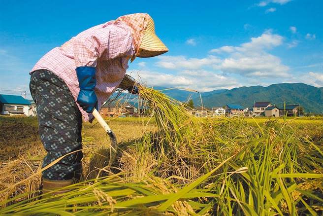 日本福島核災區食品輸台可能解禁，其中包括農漁產品影響最大，圖為新潟越光米。（本報資料照片）