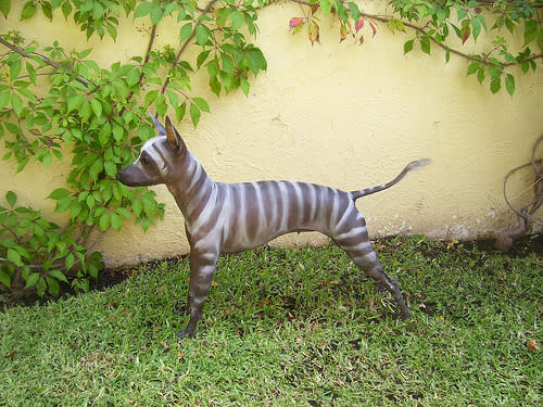 Zebra Dog