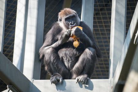 A gorilla named Susie eats a pumpkin in her enclosure at the Columbus Zoo and Aquarium in Powell, Ohio in this October 25, 2014 handout photo provided by the Columbus Zoo on March 31, 2016. REUTERS/Columbus Zoo and Aquarium/Amanda Carberry/Handout via Reuters