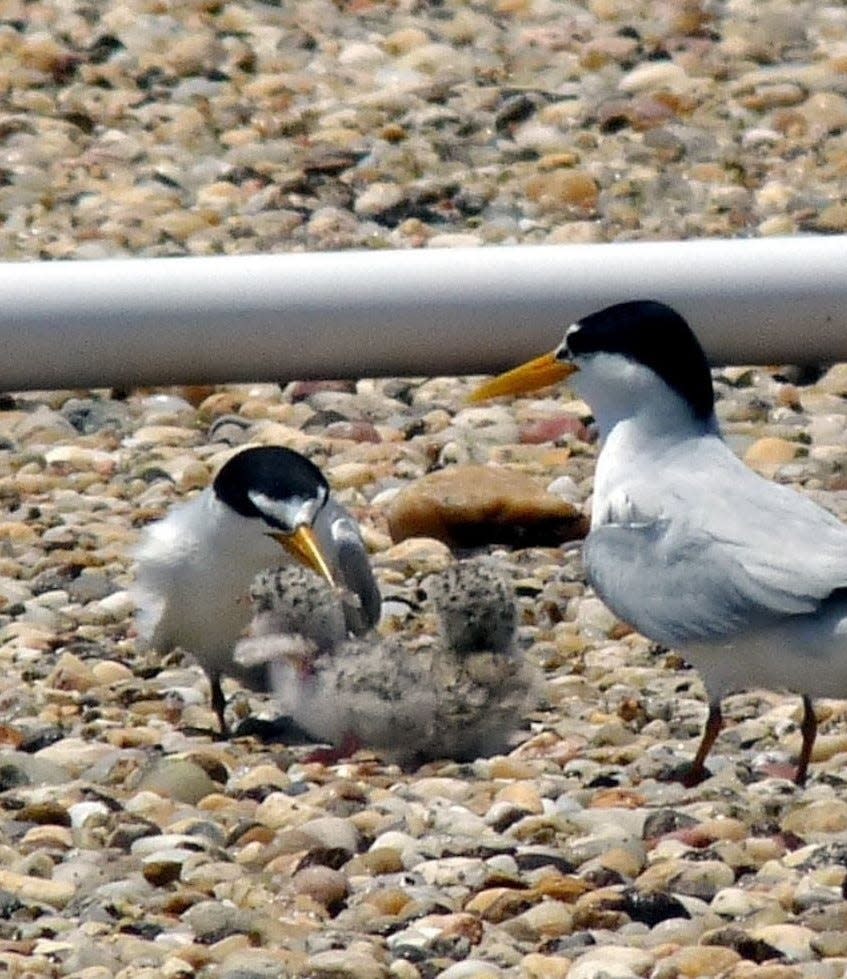 Two birds and their chicks on a Florida rooftop. Seabirds and shorebirds have adopted building rooftops as nesting habitats as growth has made beaches busier.