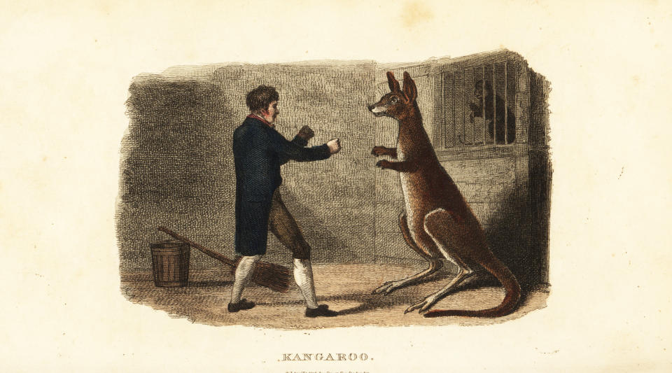 An etching of a man trying to box a roo at the Exeter Exchange zoo.