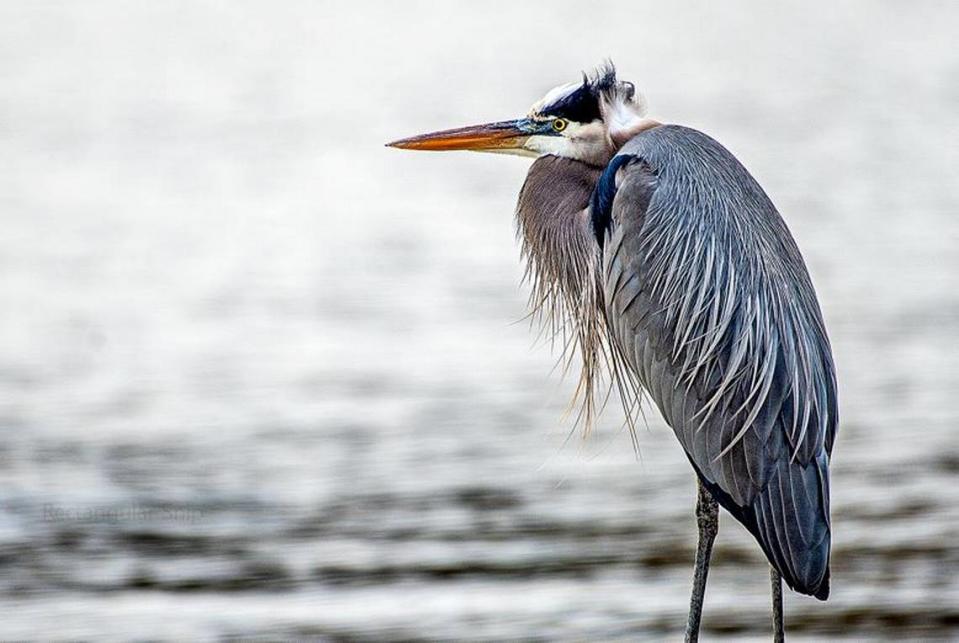 A great blue heron. Photo taken Dec. 11, 2021.