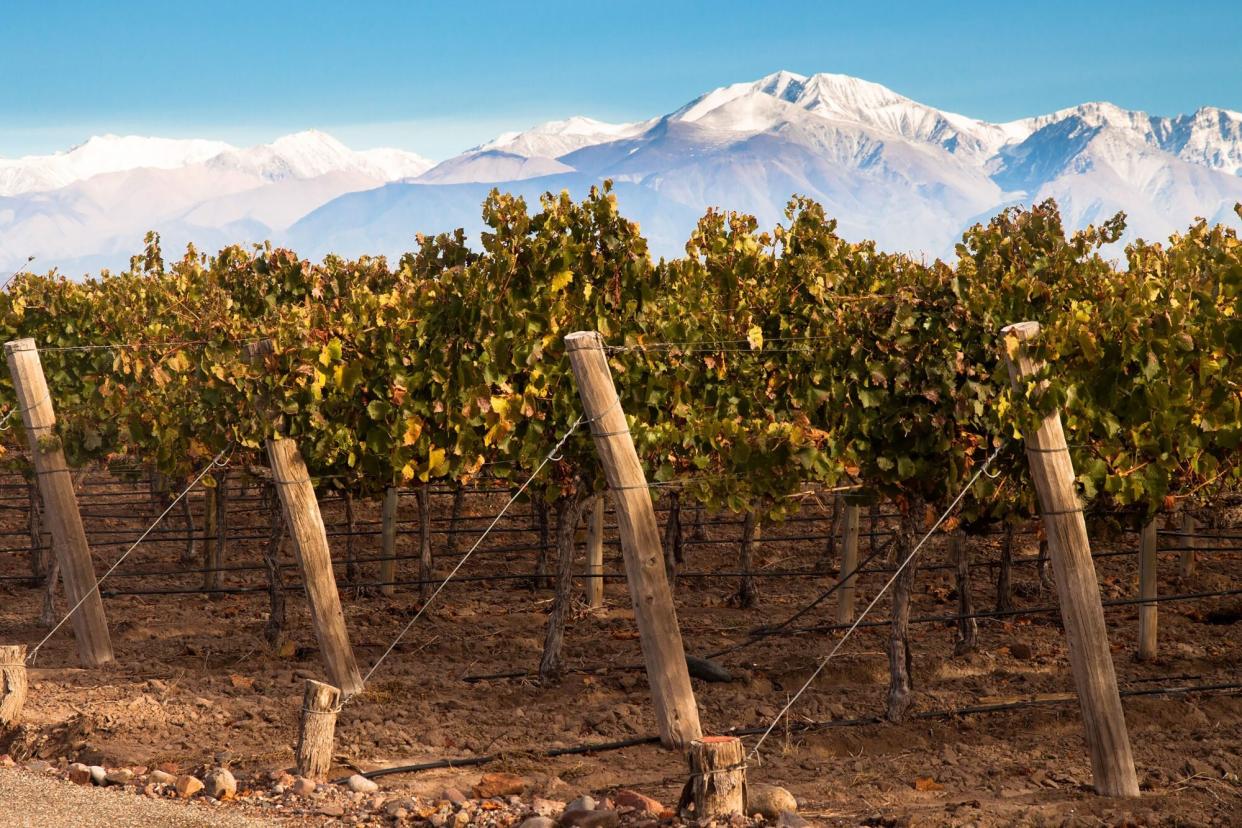 Vineyard overlooking majestic mountain range in Mendoza, Argentina
