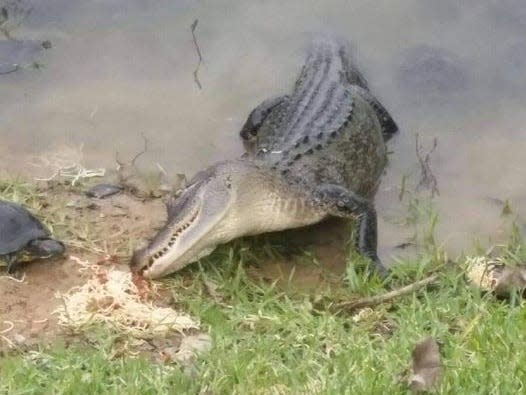 alligator crap wildlife photog