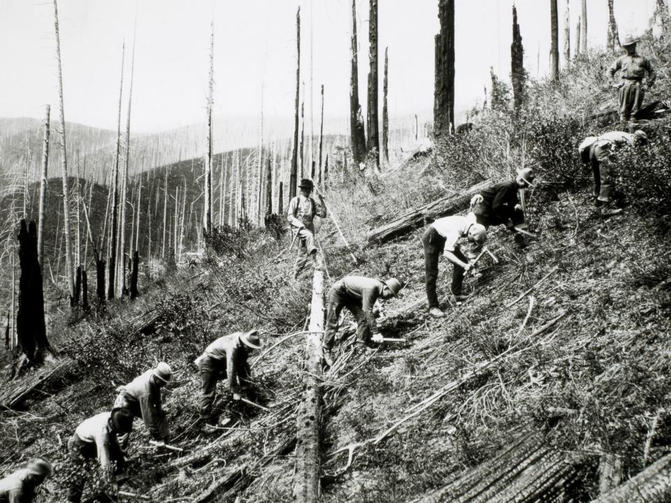 A black and white photo of men setting out seedlings in a forest.