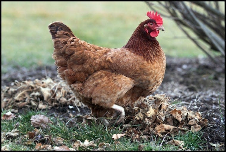 A Rhode Island Red chicken — the official state bird — roams a backyard in Middletown.