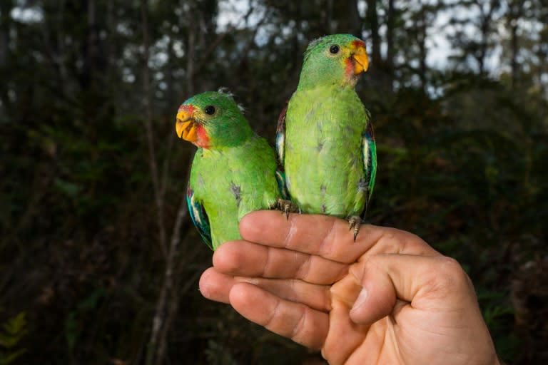 Critically endangered Swift Parrots are under threat from squirrel-like "sugar gliders" in a battle for space in Australia's ancient forests, scientists say as they race to save the rare birds