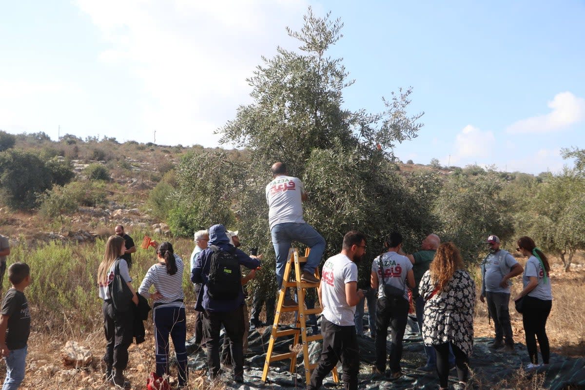 Youth groups help farmers pick olives (Independent Arabia)