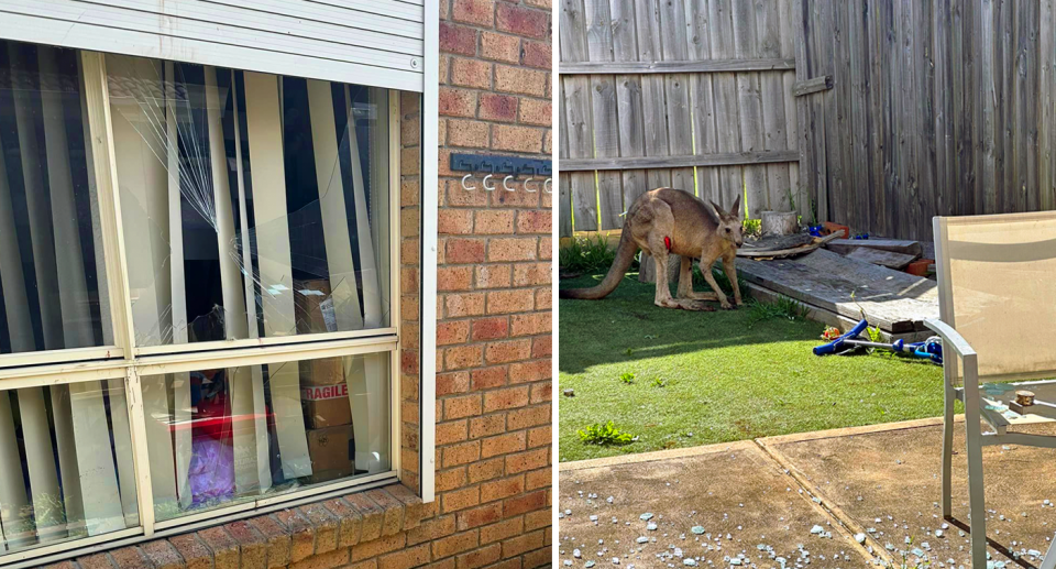 The kangaroo after having crashed into a window. 