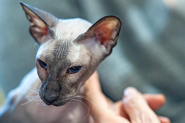 15 Grey Cat Breeds - Most Popular Gray Cats