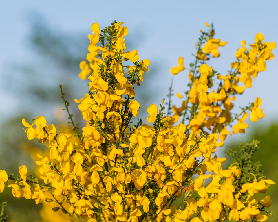 Scotch broom – or Cytisus scoparius