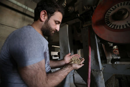 A man holds wheat grains inside a wheat storage in Qamishli, Syria September 18, 2017. REUTERS/Rodi Said