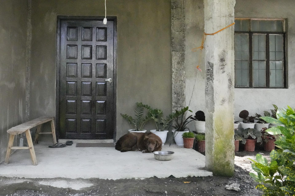 A dog stays outside a house in the "permanent danger zone" near Mayon volcano at Calbayog village in Malilipot town, Albay province, northeastern Philippines, Thursday, June 15, 2023. Thousands of residents have left the mostly poor farming communities within a 6-kilometer (3.7-mile) radius of Mayon's crater in forced evacuations since volcanic activity spiked last week. (AP Photo/Aaron Favila)