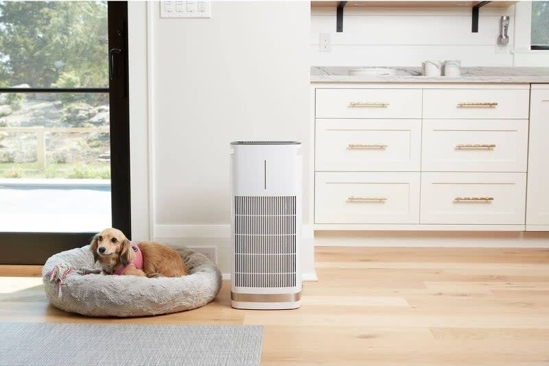 A dog sits next to an air purifier