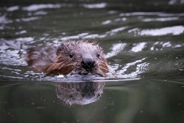 Beavers released at Paradise Fields