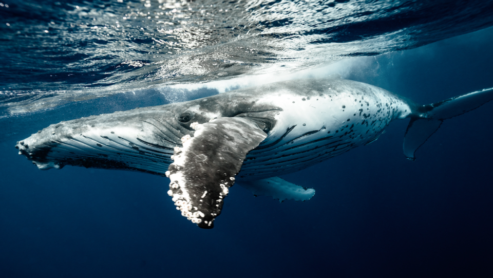 A large sperm whale in the sea.