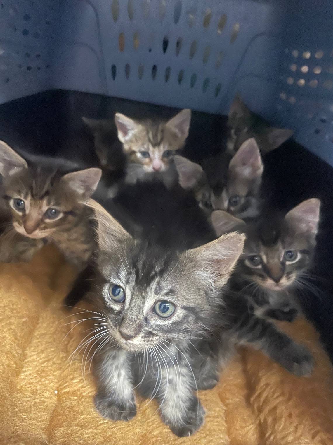 With weather warming in Fresno County, “Kitten Season” is underway. But with many kittens being born at an uncontrollable rate, it’s actually a deadly time of year.