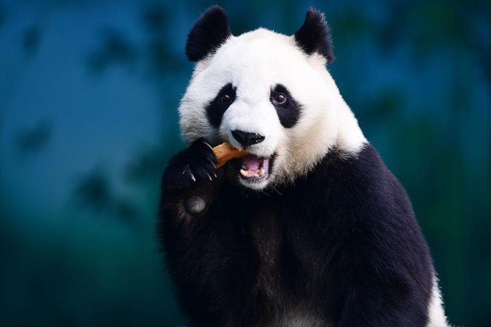 <p>Just try <em>not</em> to smile looking at this happy panda bear in the Shenyang Forest Zoological Garden in Shenyang, China in December 2017.</p><p><strong>RELATED: <a href="https://www.redbookmag.com/life/charity/g4632/funny-animal-pictures/" rel="nofollow noopener" target="_blank" data-ylk="slk:31 Perfectly Timed Nature Photos That Will Make You Laugh Out Loud;elm:context_link;itc:0;sec:content-canvas" class="link ">31 Perfectly Timed Nature Photos That Will Make You Laugh Out Loud</a></strong></p>