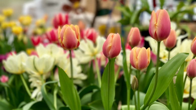 Unseasonably cold weather puts a damper on flower industry