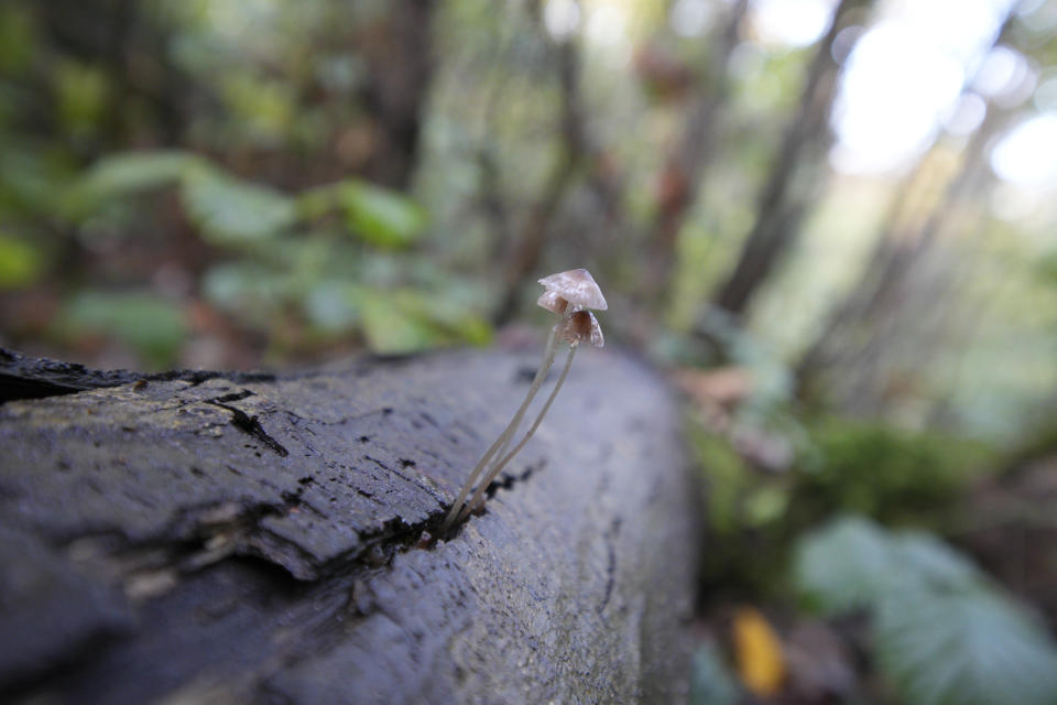 Closeup of mushroom growing out of a crack in a tree, taken with the Sigma 10-18mm f2.8 DC DN lens for APS-C mirrorless