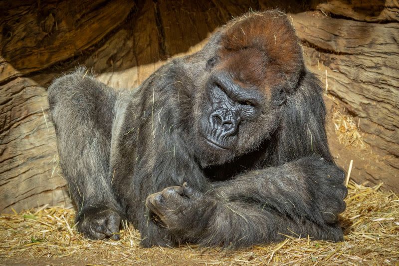 Gorilla sits after two of its troop tested positive for COVID-19 after falling ill at the San Diego Zoo Safari Park