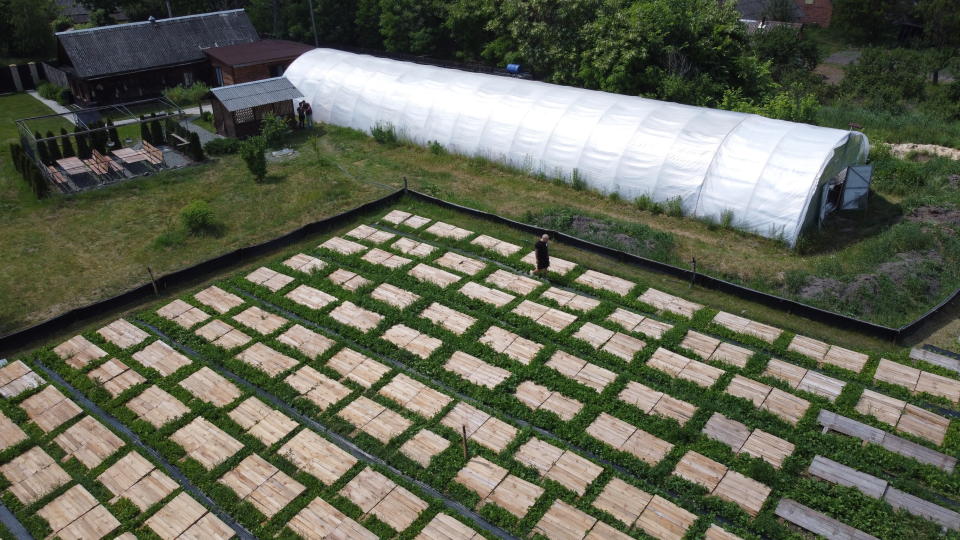 Anton Avramenko walks by his snail farm in Veresnya, on the outskirts of Kyiv, Ukraine, Friday, June 10, 2022. Snail farming isn't the type of business you expect to see when you think about Ukraine. Though in recent years, as the economic relations with the EU are tightening, Ukrainians have mastered new ideas of production which can be a perfect fit for the European market. (AP Photo/Natacha Pisarenko)