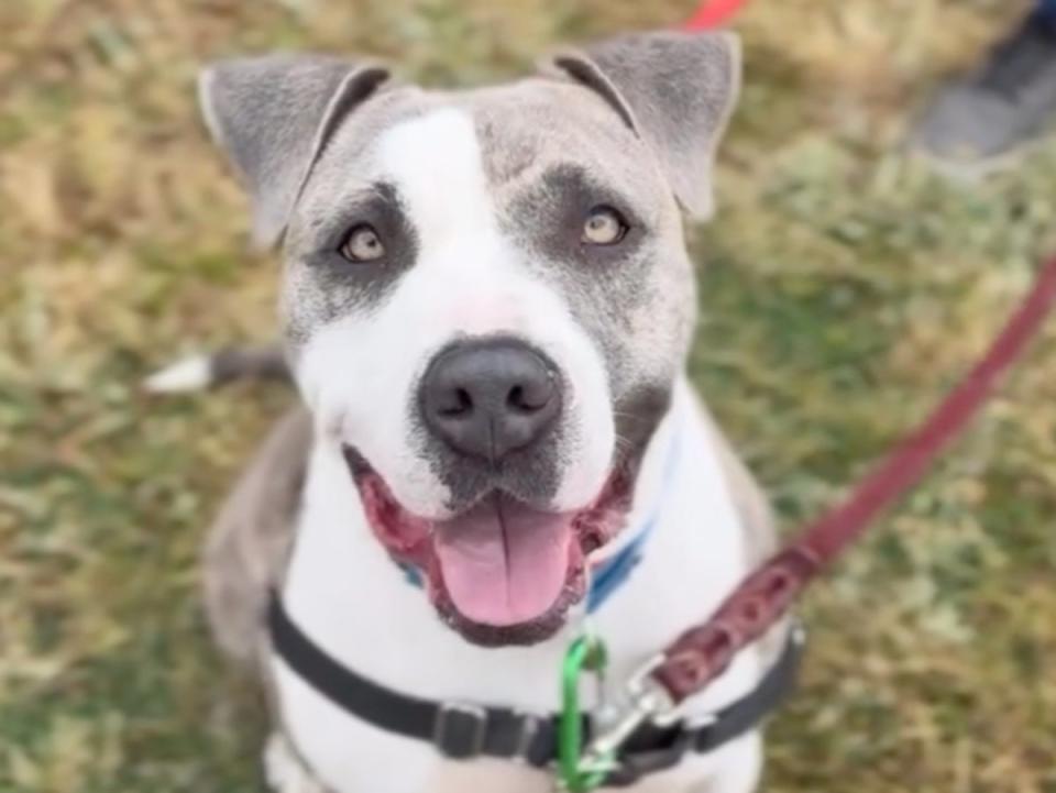 Two-year-old Sheba, pictured, was euthanized at a Los Angeles animal shelter just one hour before her new owner was set to rescue her (Paw Pals South LA/Instagram)