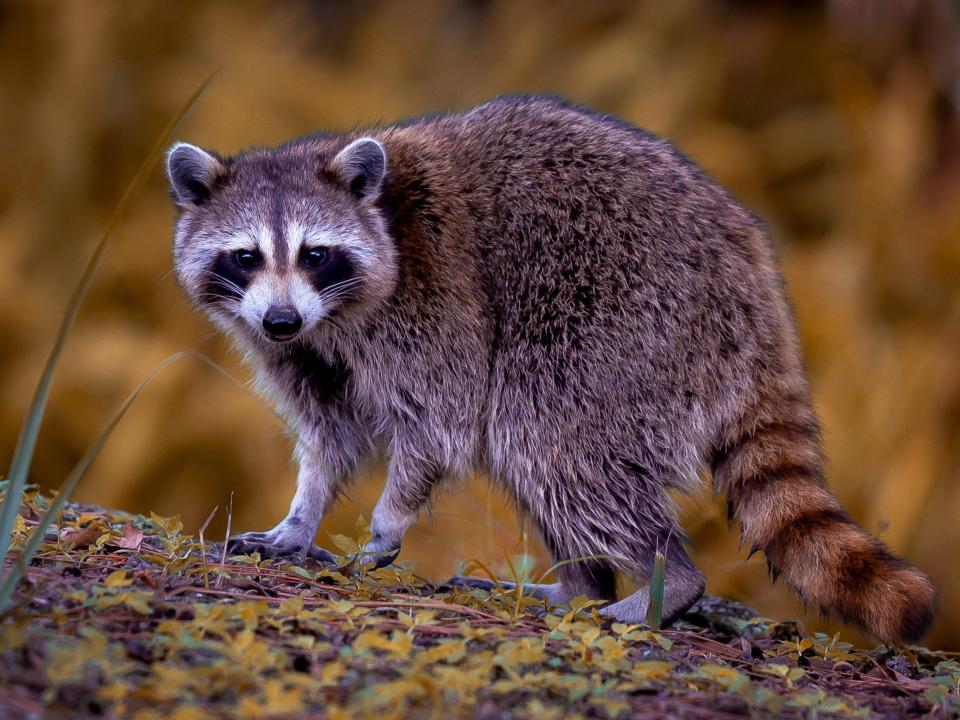 Raccoon