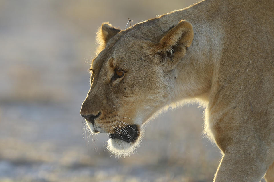 <p>A lioness walks from a wooded area and heads back toward an open field at the Namutoni camp in Etosha National Park. (Photo: Gordon Donovan/Yahoo News) </p>