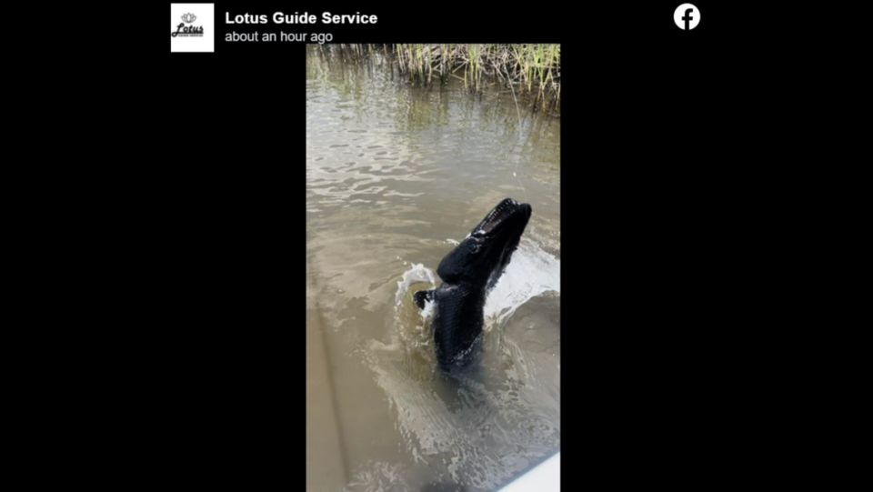 Lotus Guide Service wouldn’t say exactly where the fish was caught, but said it was in a southeast Texas marsh.