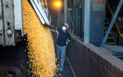 An agricultural worker observes a crop of maize - Credit: Bloomberg