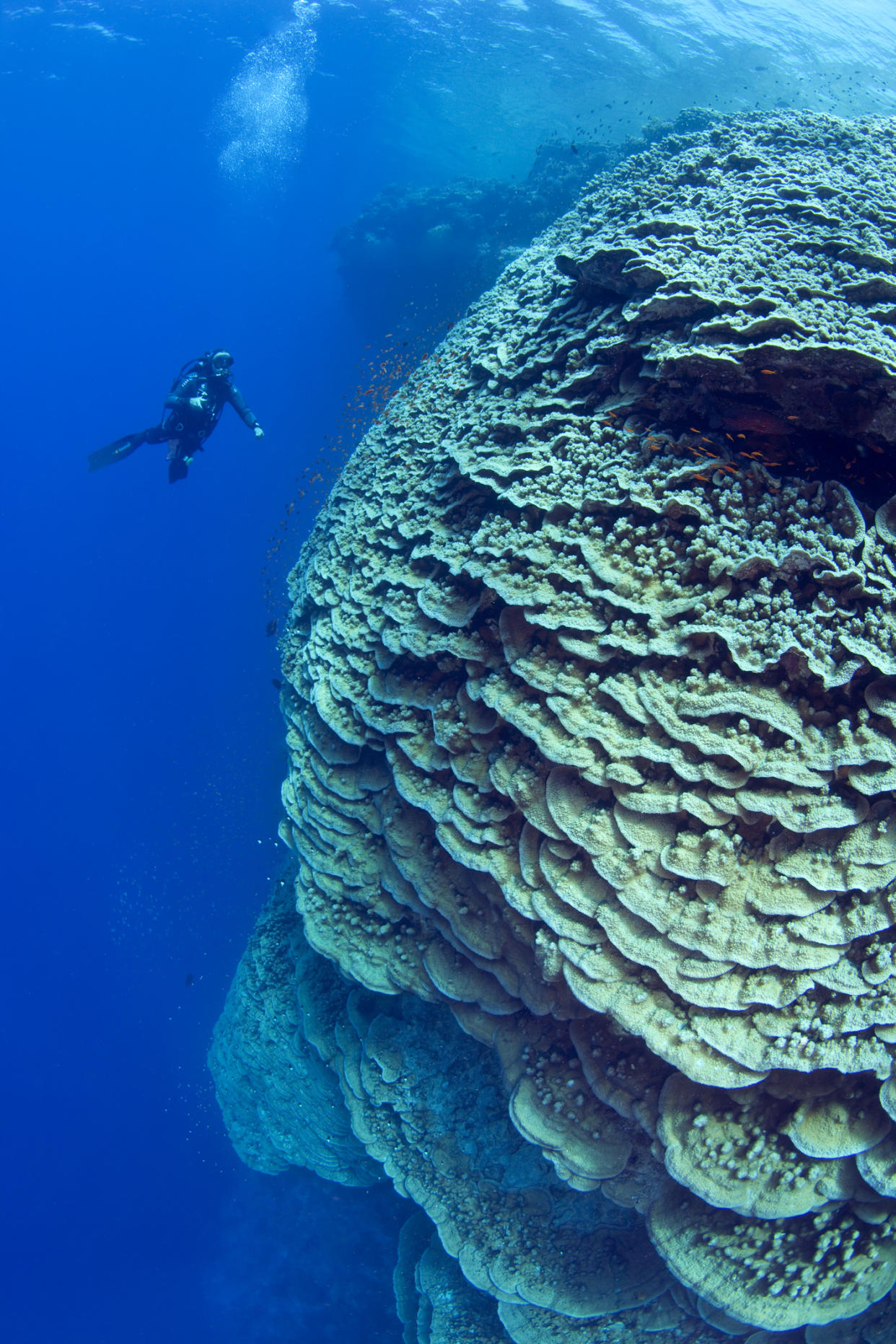 https://www.gettyimages.com/detail/photo/diver-near-a-large-pristine-lettuce-coral-head-at-royalty-free-image/522989934?phrase=Diver+near+a+large+pristine+lettuce+coral+head+at+Daedalus+Reef+marine+preserve+&adppopup=true