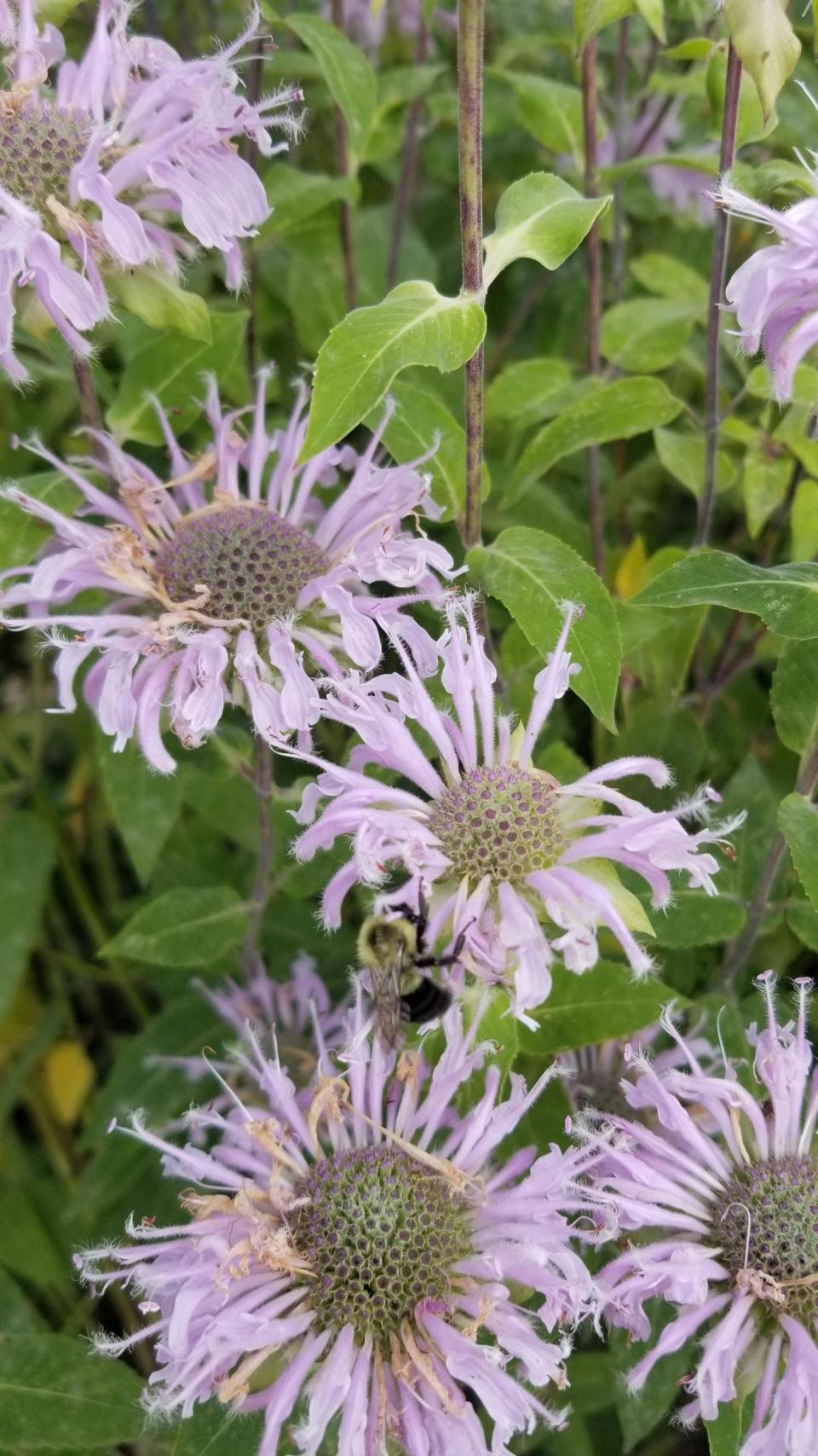 The wild bergamot species of beebalm grows up to 6 feet tall and attracts many species of bees.
