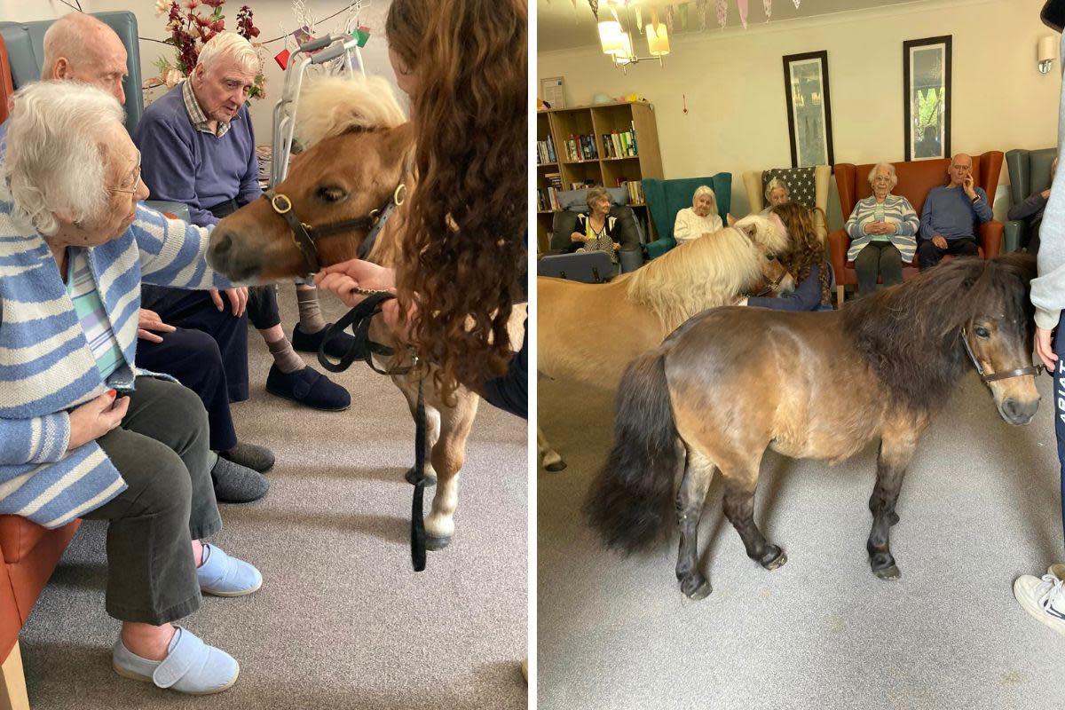 Copper Beech Bupa Care Home residents received a visit from two miniature ponies <i>(Image: Copper Beech Bupa Care Home)</i>