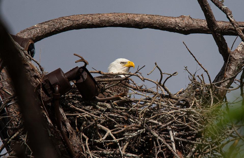 One of the bald eagles from the Southwest Florida Eagle Cam at Dick Pritchett Realty in North Fort Myers peeks out from the nest on Monday, Nov. 27, 2023. The bald eagle duo of M15 and F23 are streamed live on the SWFL Eagle Cam are incubating an egg and are in the process of becoming first time parents. When the eagles are incubating the egg, they are barely visible from the ground.