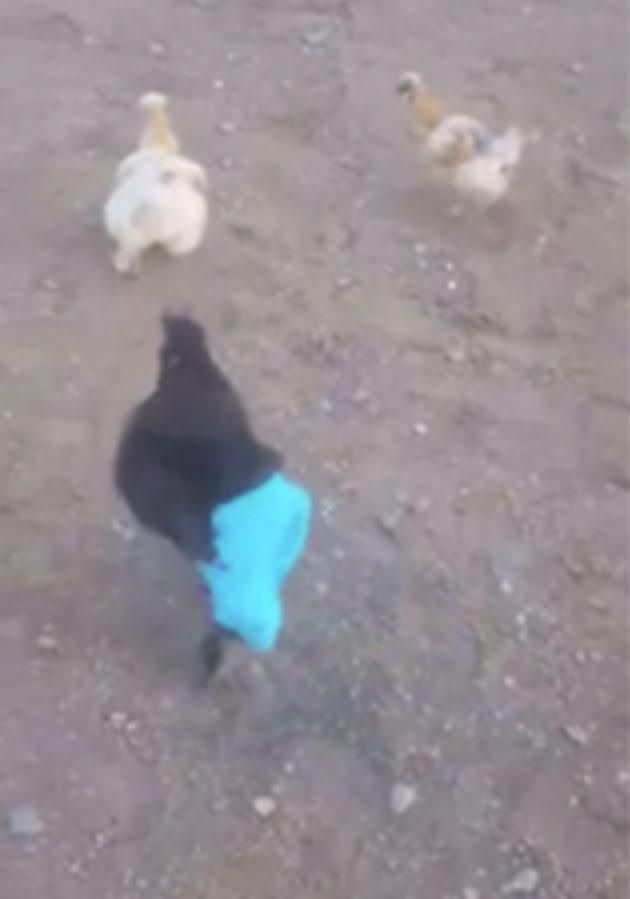 This chicken wearing blue pants is hilarious.