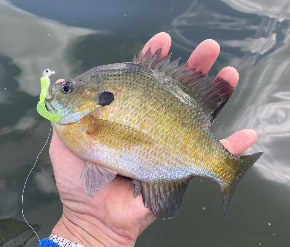 Known as an inland walleye fishery, the panfish, like this bluegill, are worth the trip to Pymatuning Reservoir.