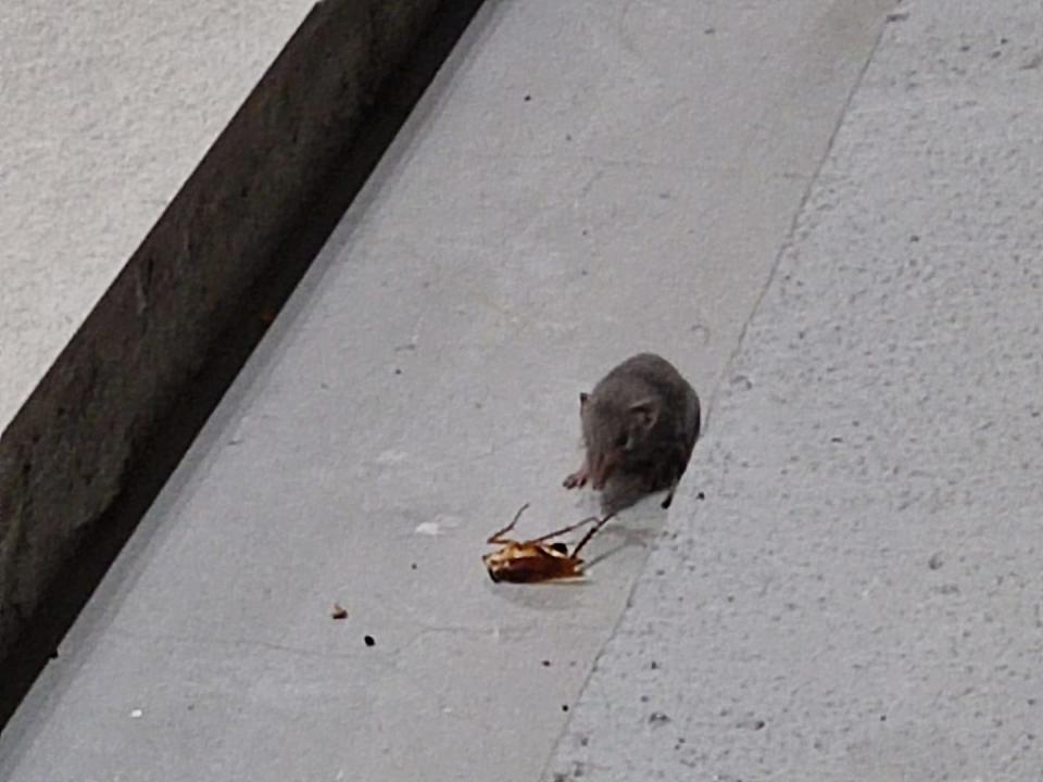 Facebook user Cheng Min Jie posted photos of a shrew hunting a cockroach in the Singapore Wildlife Sightings group on 15 October 2021. (Photo via Cheng Min Jie)