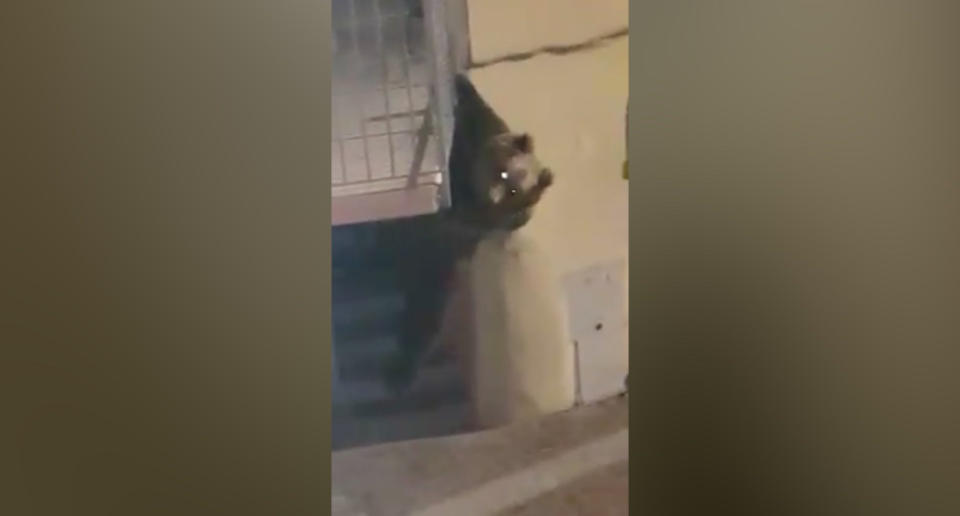 El oso trató de acceder a la vivienda a través del ventanal pero no lo logró. (Crédito: Facebook/lorenzoconcisindaco)