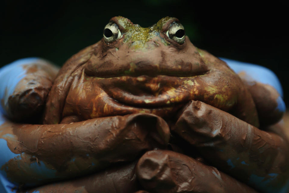 A bull frog is held during London Zoo's annual stocktake of animals on January 3, 2013 in London, England. (Photo by Dan Kitwood/Getty Images)