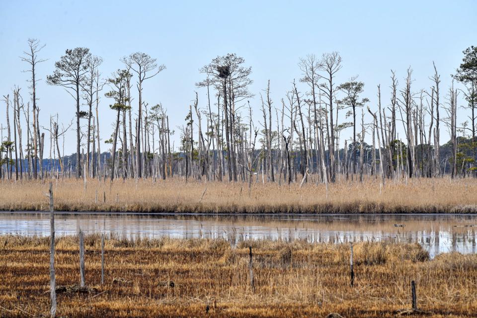 This photo provided by the University of Maryland shows invading saltwater and its effect on trees from the roots up. The last to succumb at the Blackwater National Wildlife Refuge on Maryland’s Eastern Shore are the loblolly pines. (Sarah Sopher/University of Maryland via AP)