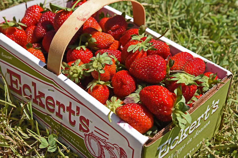 Eckert’s Orchard in Versailles will have fresh ripe strawberries available for picking this weekend and all through May. Book field access online.