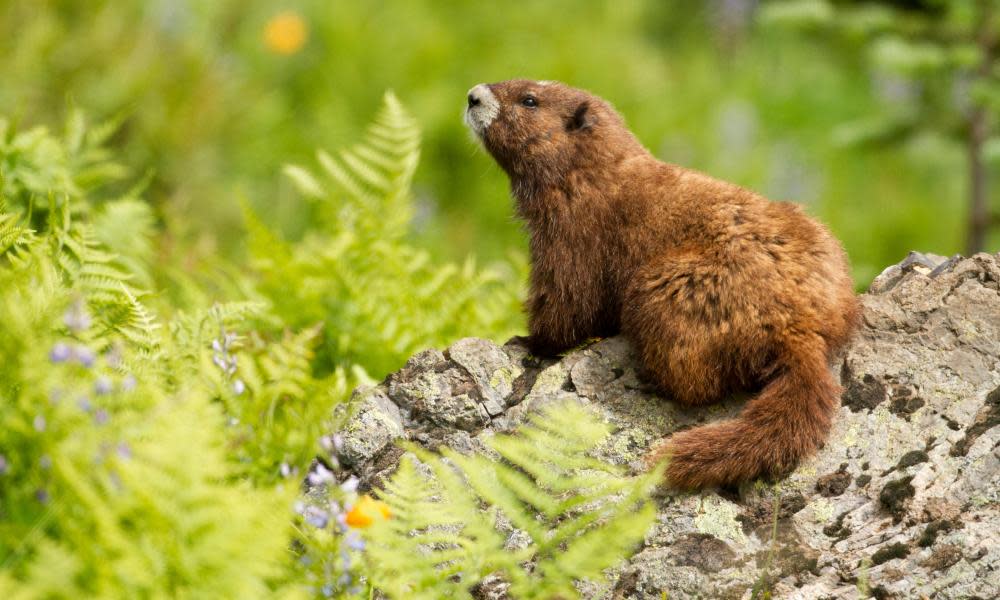 <span>Photograph: All Canada Photos/Alamy Stock Photo</span>