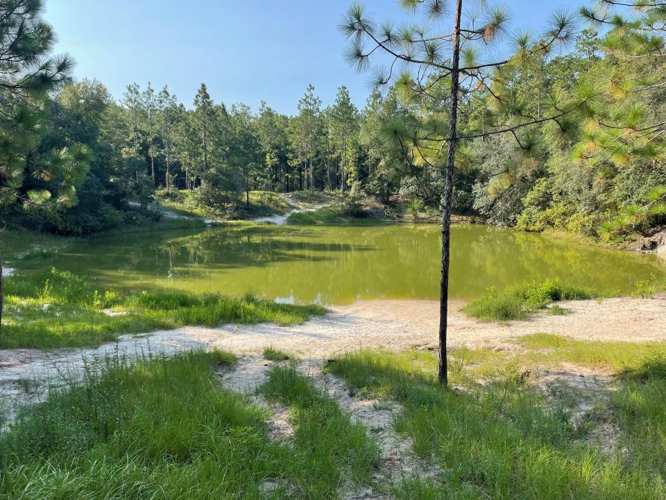 Blue Sink, a small lake located in the Apalachicola National Forest south of Tallahassee shown on Aug. 20, 2023. The bodies of two young women were found at the location in 1967.