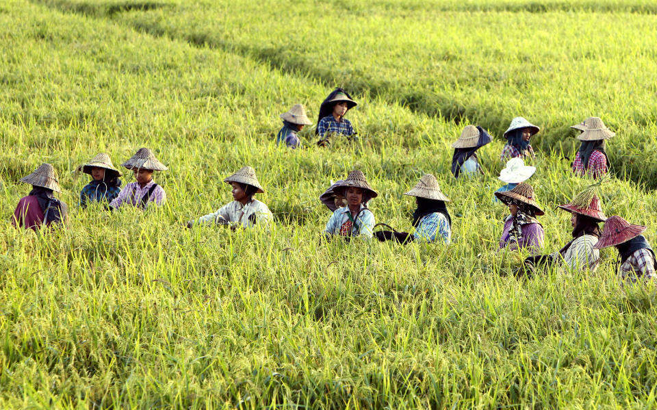 In this Wednesday, Nov. 14, 2018, file photo, farmers tend paddy fields just a few weeks ahead of harvesting in Naypyidaw, Myanmar. (AP Photo/Aung Shine Oo, File)