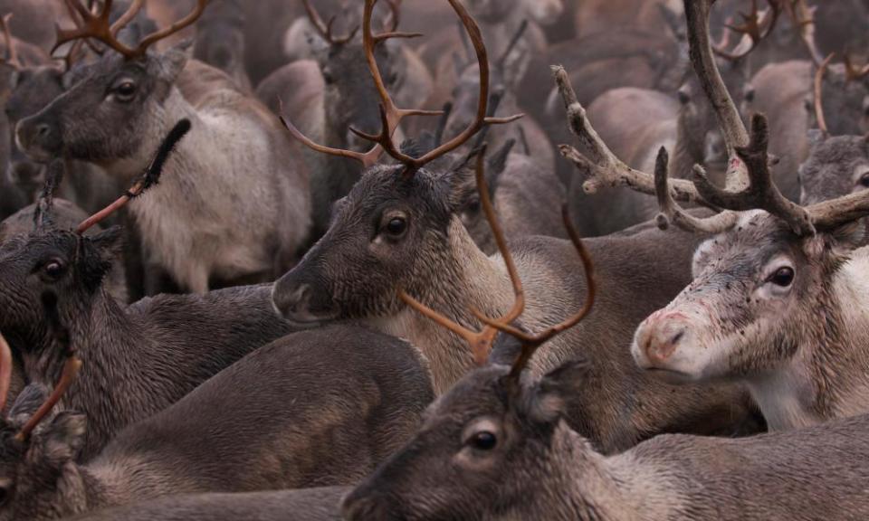 Reindeer coralled by Sami herders